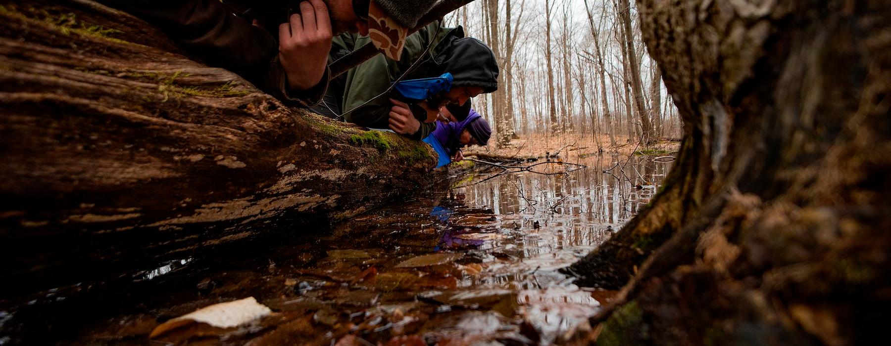 Learn about, explore, and help conserve vernal pools in Michigan this spring
